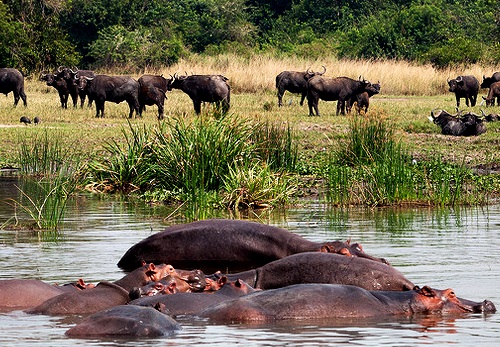 Murchison Falls National Park